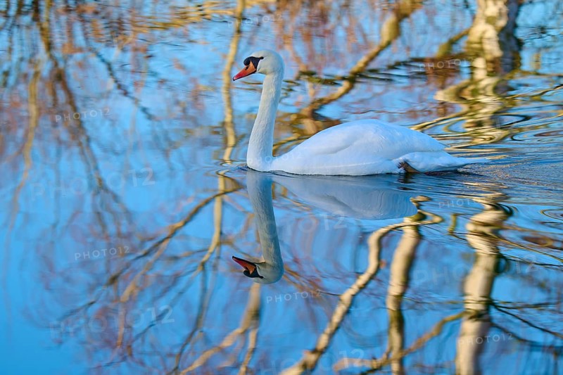 Swan (Cygnus olor), swimming calmly on a reflecting blue water, Reinheimer Teich, Reinheim, Hesse, Germany