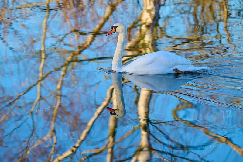 Swan (Cygnus olor), swimming in a body of water, surrounded by reflected branches, Reinheimer Teich, Reinheim, Hesse, Germany