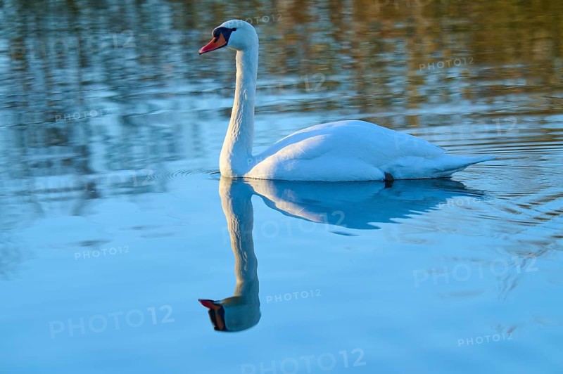 Swan (Cygnus olor), gliding calmly over a blue lake with its clear reflection, Reinheimer Teich, Reinheim, Hesse, Germany