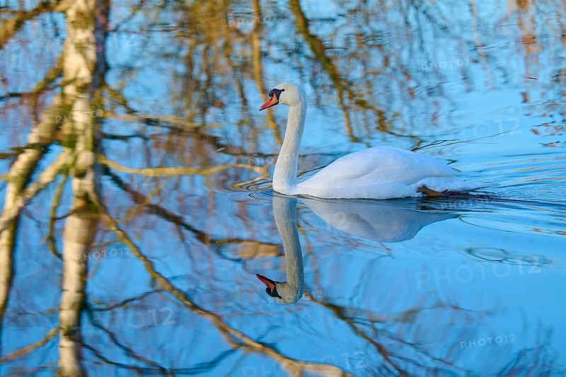 Swan (Cygnus olor), swimming in a calm body of water reflecting the bare winter trees, Reinheimer Teich, Reinheim, Hesse, Germany