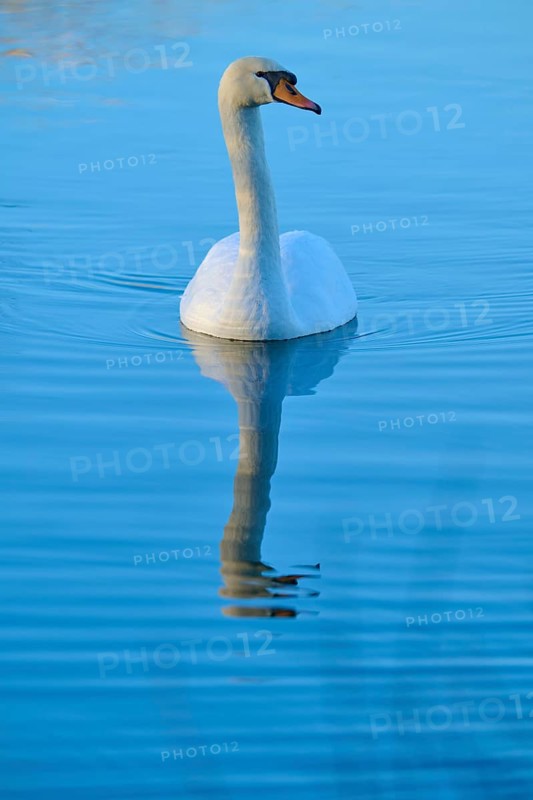 Swan (Cygnus olor), swimming gently on calm, reflecting water, Reinheimer Teich, Reinheim, Hesse, Germany