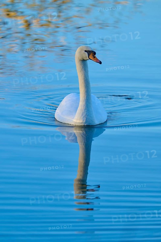 Swan (Cygnus olor), gliding calmly over the lake and reflected in the clear water, Reinheimer Teich, Reinheim, Hesse, Germany