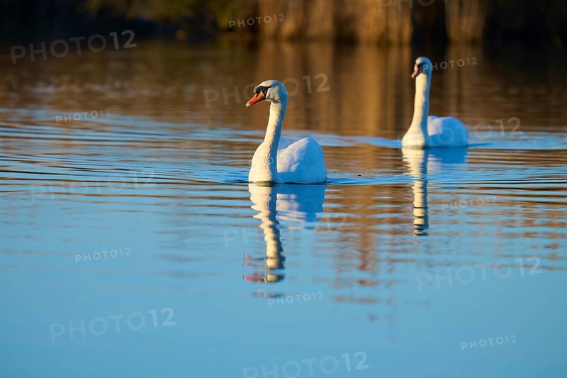 Swan (Cygnus olor), two swans swimming elegantly over a calm lake with a clear reflection, Reinheimer Teich, Reinheim, Hesse, Germany