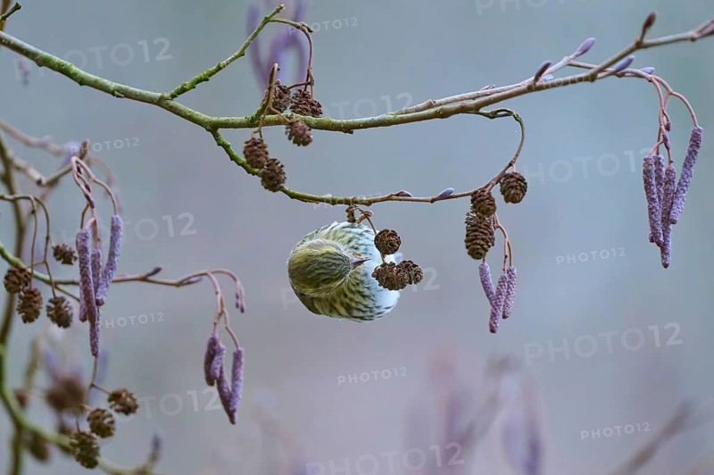 Siskin (Spinus spinus), sitting on a branch with small cones, surrounded by winter colours, Reinheimer Teich, Reinheim, Hesse, Germany