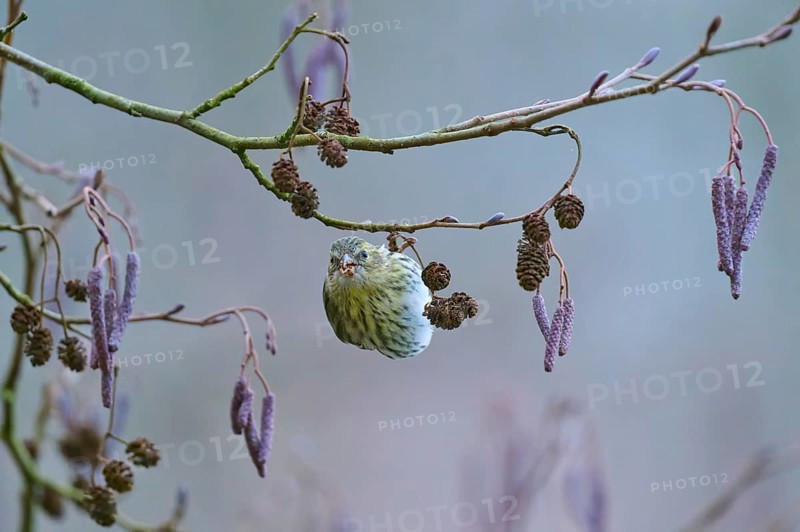 Siskin (Spinus spinus), sitting on a branch with cones in a wintry setting, Reinheimer Teich, Reinheim, Hesse, Germany