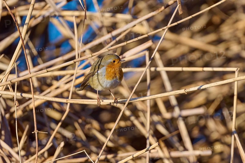Robin (Erithacus rubecula), sitting between reeds against a blue background, Reinheimer Teich, Reinheim, Hesse, Germany