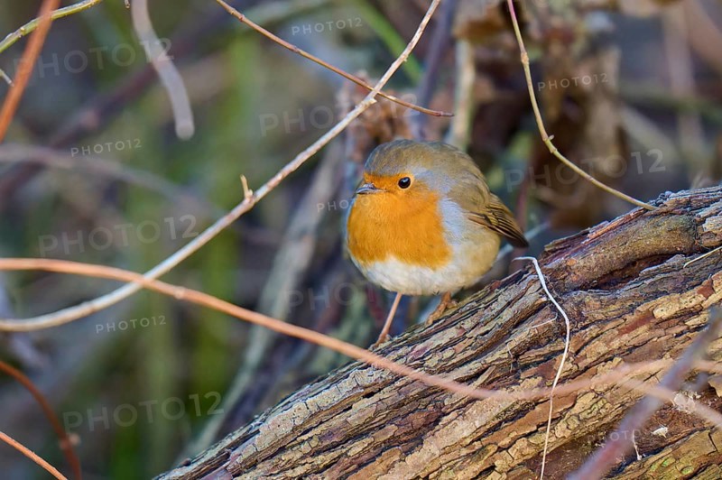 Robin (Erithacus rubecula), resting on a tree bark surrounded by intertwined branches, Reinheimer Teich, Reinheim, Hesse, Germany