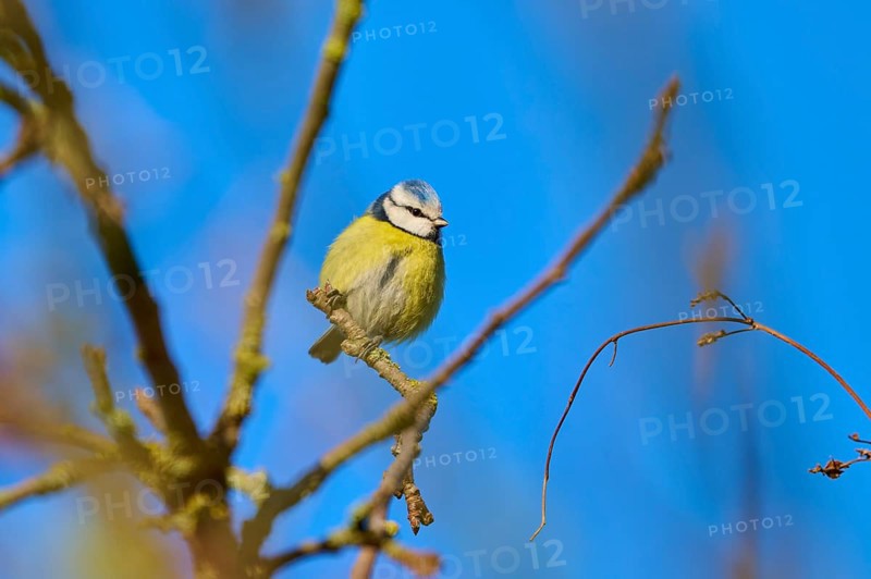 Blue tit (Cyanistes caeruleus), posing on a branch under a clear blue sky, Reinheimer Teich, Reinheim, Hesse, Germany