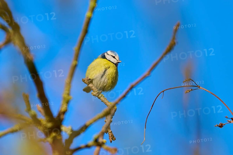 Blue tit (Cyanistes caeruleus), sitting on a branch in front of a bright blue sky, Reinheimer Teich, Reinheim, Hesse, Germany