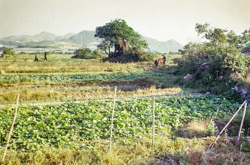 Market gardening farmland, Pak Choy, Sai Kung, New Territories, Hong Kong, Asia 1965