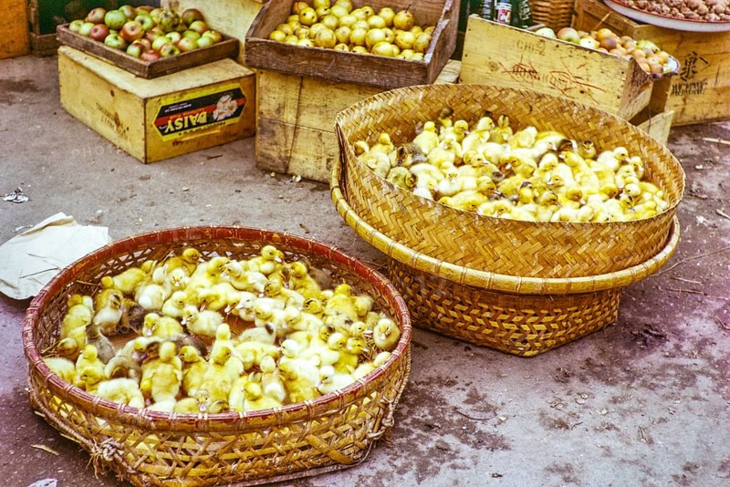 Yellow ducklings in baskets for sale at street market, Castle Peak, New Territories, Hong Kong, Asia 1964
