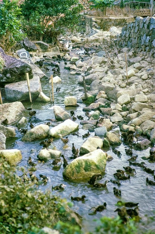 Ducklings in stream, duck farming, Sai Kung, New Territories, Hong Kong, Asia 1965