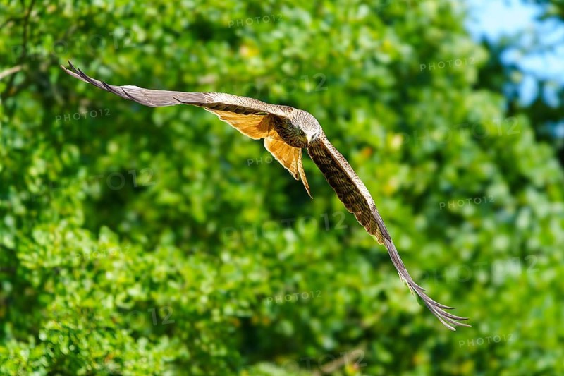 Bird in flight over green overgrown forest in sunny atmosphere, Black Kite, (Milvus migrans), wildlife, Germany