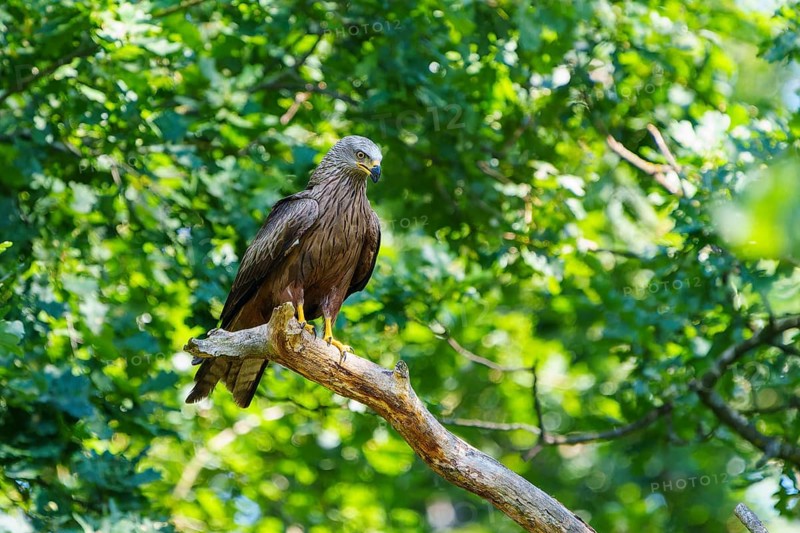 Bird sitting quietly on a branch surrounded by dense green leaves, Black Kite, (Milvus migrans), wildlife, Germany