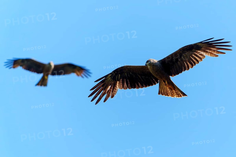 Two birds in flight, against a blue sky, showing harmony in movement, Black Kite, (Milvus migrans), wildlife, Germany