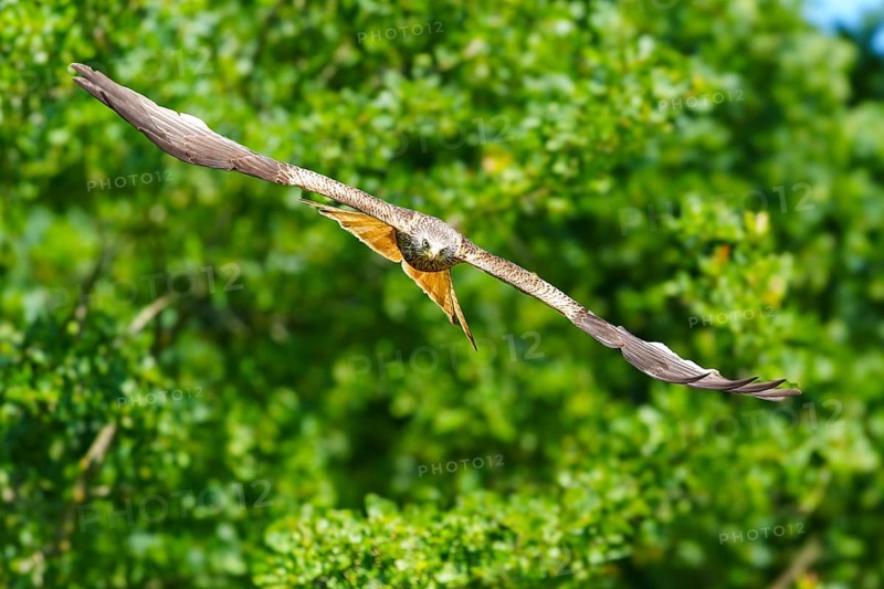 Bird flying calmly over dense, green forest in bright weather, Black Kite, (Milvus migrans), wildlife, Germany