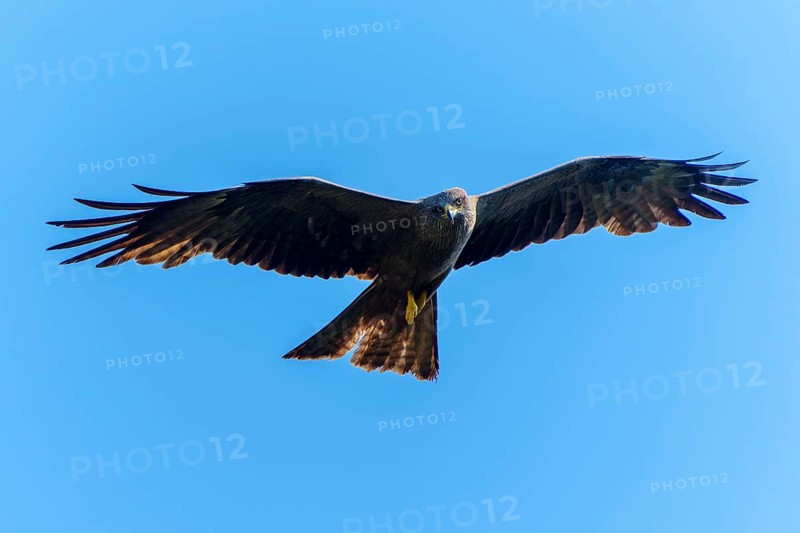 Large bird with spread wings in front of a clear blue sky, Black Kite, (Milvus migrans), wildlife, Germany