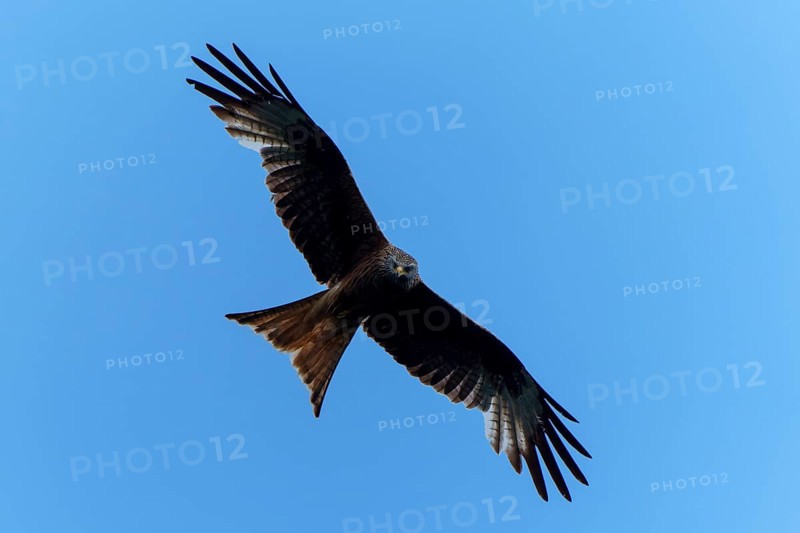 Brown bird gliding high in the blue sky with outstretched wings, Black Kite, (Milvus migrans), wildlife, Germany