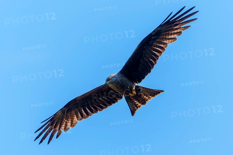 Bird of prey with wide spread wings against clear blue sky, Black Kite, (Milvus migrans), wildlife, Germany