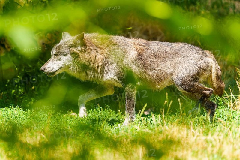 A wolf moves cautiously through the green, light-flooded grass, Timberwolf, wolf, American wolf, (Canis lupus lycaon), Germany