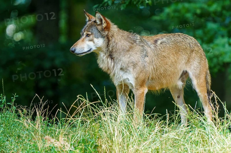 A quiet wolf stands alone in a meadow in the forest, Timberwolf, wolf, American wolf, (Canis lupus lycaon), Germany