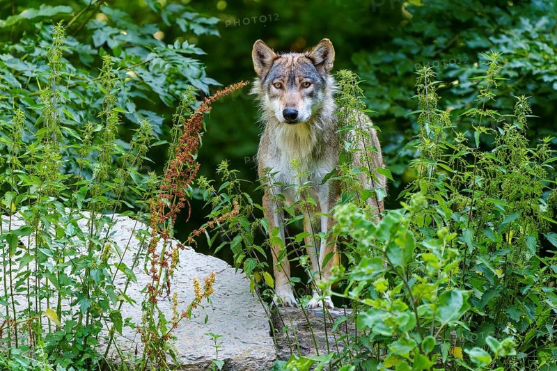 A wolf stands well camouflaged in dense vegetation in the forest, Timberwolf, wolf, American wolf, (Canis lupus lycaon), Germany