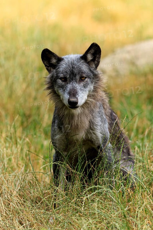 Grey wolf sitting in the grass and looking alert in natural surroundings, Timberwolf, wolf, American wolf, (Canis lupus lycaon), Germany
