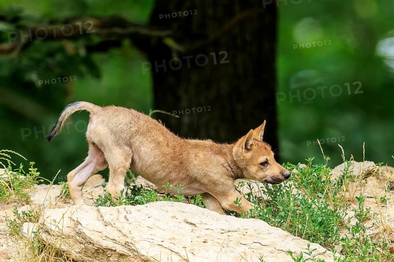 A curious wolf pup explores a rocky ground in nature, Timberwolf, wolf, American wolf, (Canis lupus lycaon), Germany