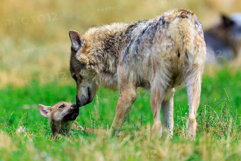 An adult wolf shows affection to a small pup in the meadow, Timberwolf, wolf, American wolf, (Canis lupus lycaon), Germany
