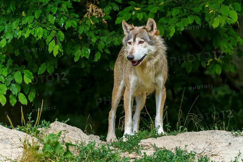 A wolf standing vigil in the shadow of a green forest, Timberwolf, wolf, American wolf, (Canis lupus lycaon), Germany