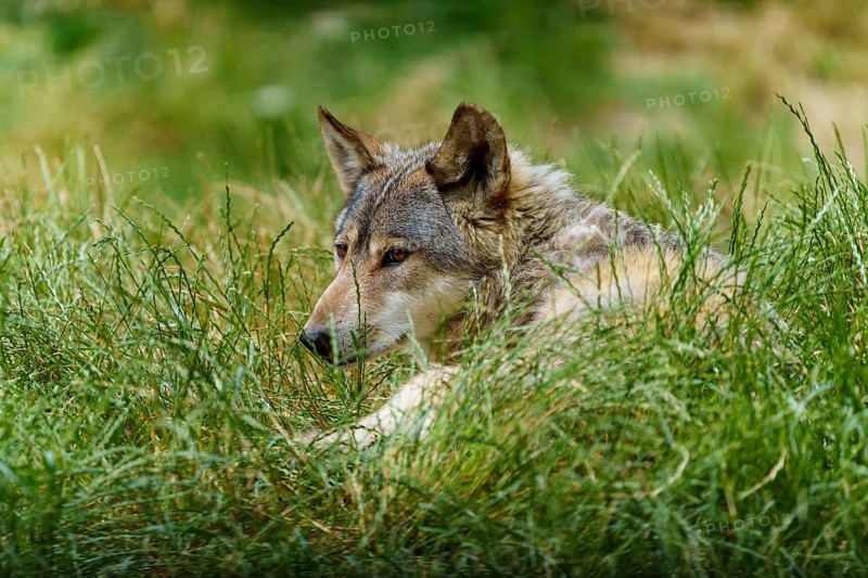 A wolf lies relaxed in the grass and looks attentively to the side, Timberwolf, wolf, American wolf, (Canis lupus lycaon), Germany