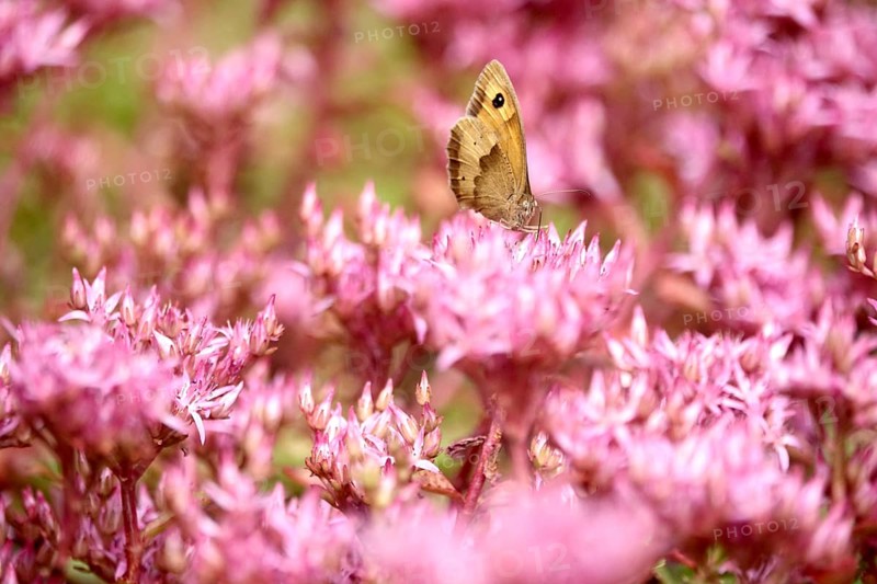 Meadow Brown, July, Germany