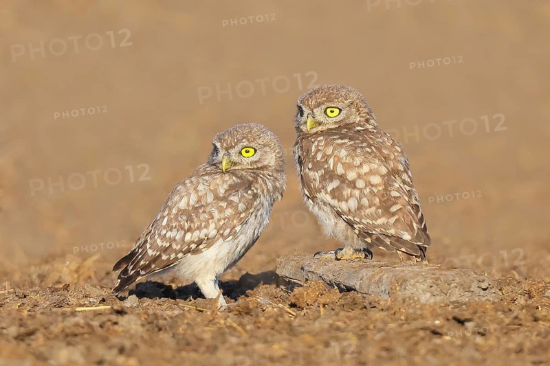 Little owl (Athene noctua) Two young birds sitting on the ground, grooming, cuddling, endangered bird species in Central Europe, wildlife, owl, little owl, animal children, funny picture, HANSAG, Lake Neusiedl, Burgenland, Austria