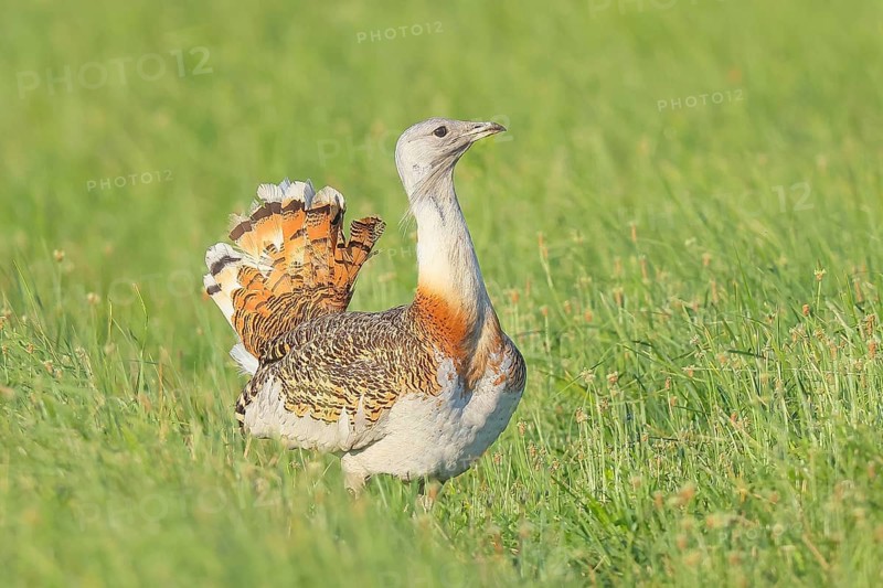 Great Bustard (Otis tarda), steppe bird, extremely rare bird species, threatened with extinction, heaviest flying bird, male, cock, wildlife, nature photography, Lake Neusiedl, Hansag, Burgenland, Hungary, Austria, Western Europe