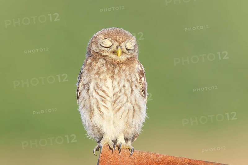 Little owl (Athene noctua) young bird sitting asleep on an iron girder, endangered bird species in Central Europe, wildlife, owl, owl, HANSAG, Lake Neusiedl, Burgenland, Austria