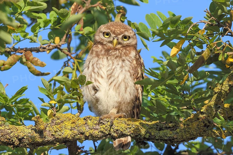Little owl (Athene noctua) young bird sitting hidden in a tree, endangered bird species in Central Europe, view into the camera, wildlife, owl, owlets, owlet, branchling, HANSAG, Lake Neusiedl, Burgenland, Austria
