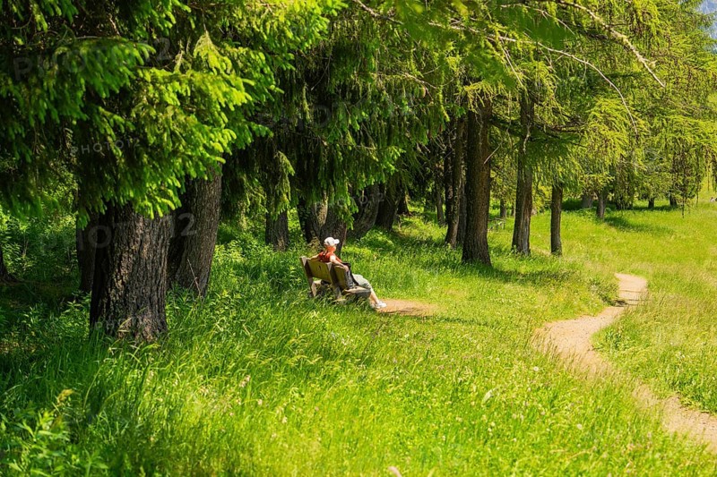 Person on a bench in the forest, surrounded by green trees and grass on a sunny summer day, Alpe di Siusi, Dolomites, South Tyrol, Italy
