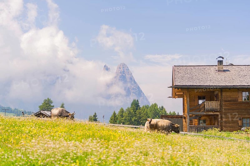 Traditional wooden house with cows on a blooming alpine pasture, Alpe di Siusi, Dolomites, South Tyrol, Italy