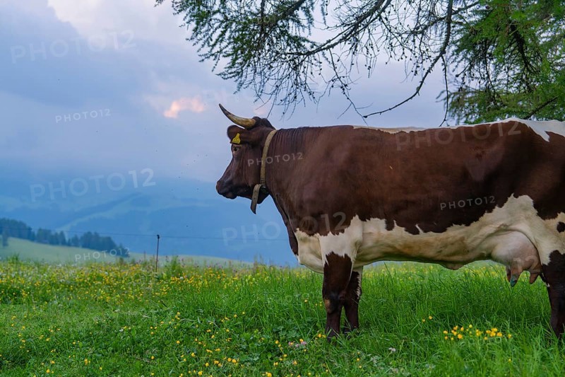 Cow on a mountain pasture in front of a cloudy sky, Alpe di Siusi, Dolomites, South Tyrol, Italy
