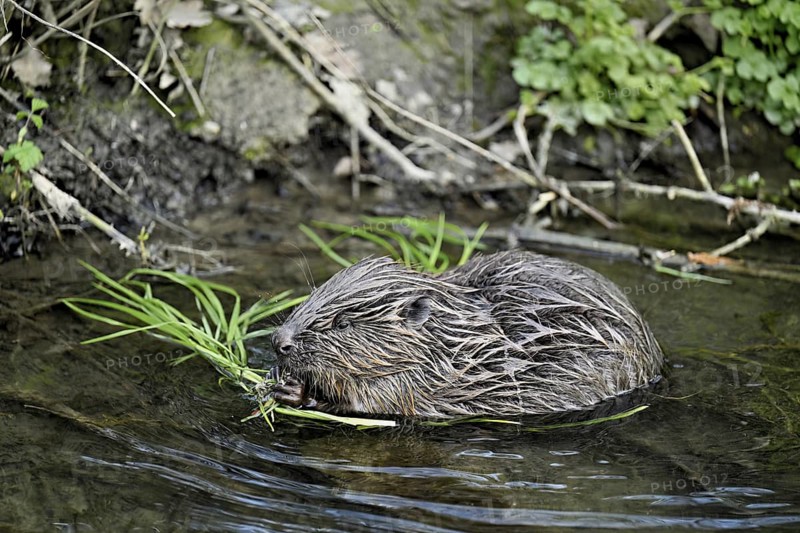 Eurasian beaver, European beaver (Castor fibre), eating grass on the bank of a stream, Canton Zug, Switzerland