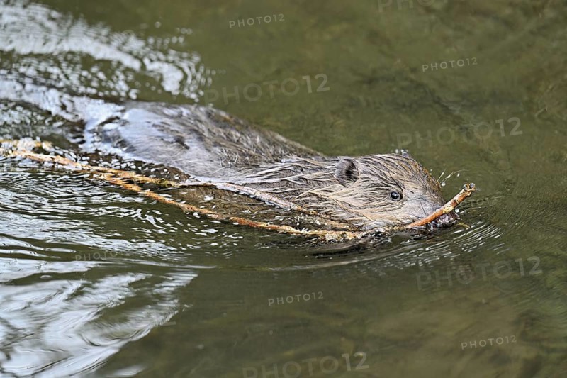 Eurasian beaver, European beaver (Castor fibre), swimming in a stream with a branch in its mouth, Canton Zug, Switzerland