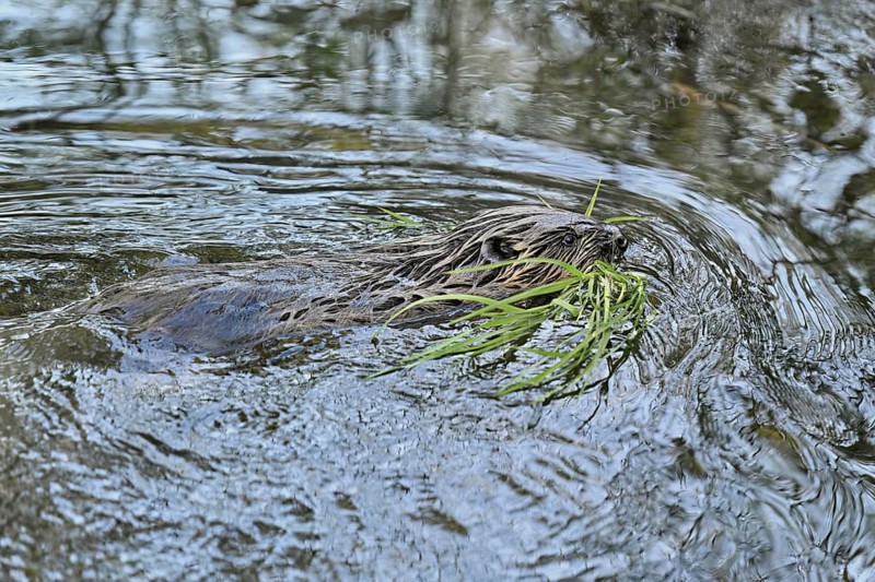 Eurasian beaver, European beaver (Castor fibre), swimming in water with grass in mouth, Canton Zug, Switzerland