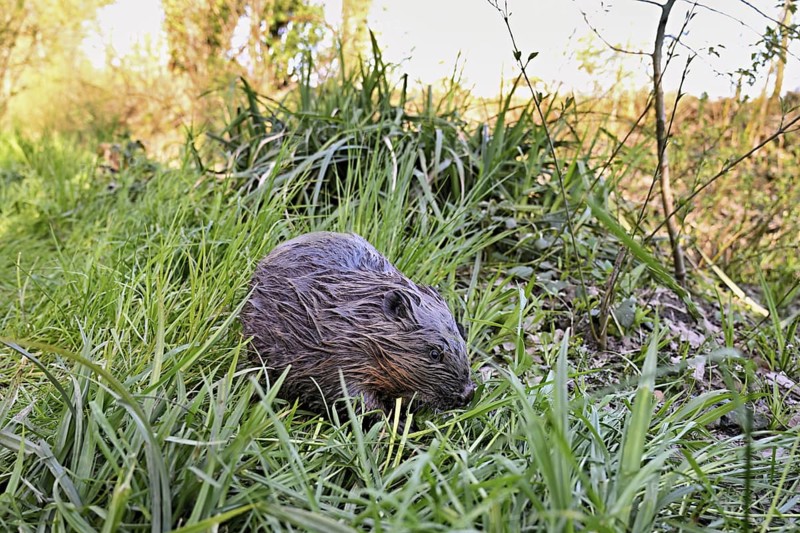 Eurasian beaver, European beaver (Castor fibre), eating grass in a meadow, Canton Zug, Switzerland