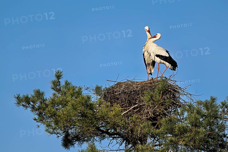 White storks (Ciconia ciconia), mating pair standing on eyrie, Canton Aargau, Switzerland