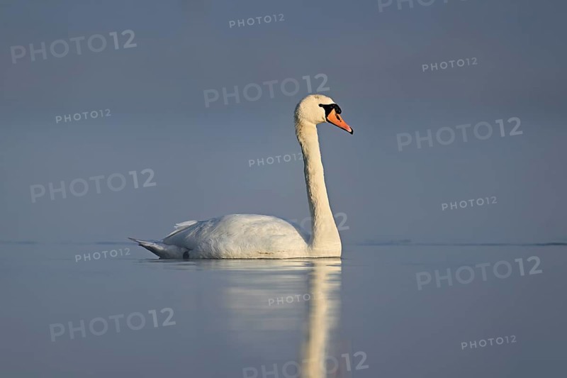 Mute swan (Cygnus olor), swimming in the morning light on the Flachsee, nature reserve, Reusstal, Freiamt, Canton Aargau, Switzerland