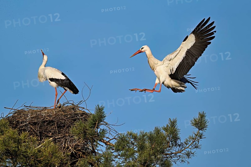 White stork (Ciconia ciconia), approaching an eyrie, Canton Aargau, Switzerland