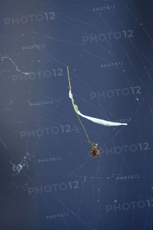 Lime leaf with seeds in a spider's web, July, Germany