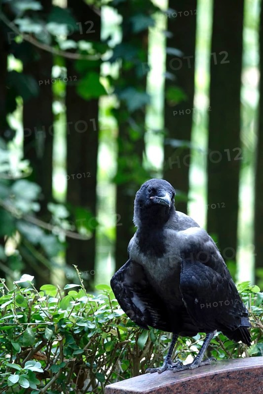 Hooded Crow, young bird, summer heat, July, Germany
