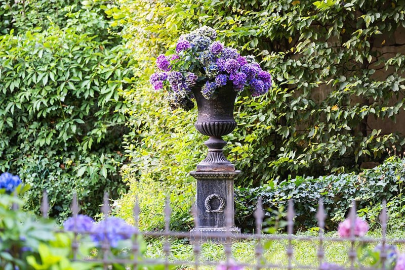 Hydrangea in a garden in Stuttgart, Baden-Württemberg, Germany