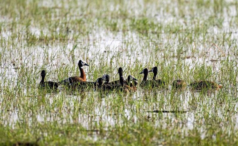 Widow-whistling goose (Dendrocygna viduata), group in the water, Okavango Delta, Moremi Game Reserve, Botswana